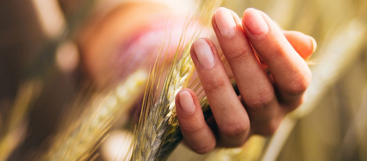 A hand holding wheat