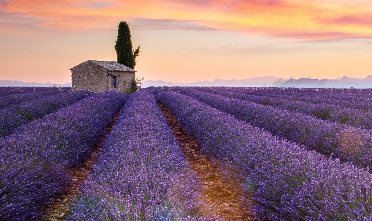 Provence, Valensole Plateau, France, Europe. Lonely farmhouse and cypress tree in a Lavender field in bloom, sunrise with sunburst.