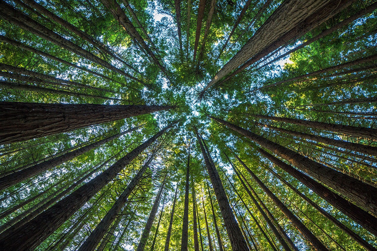 Forêt nature
